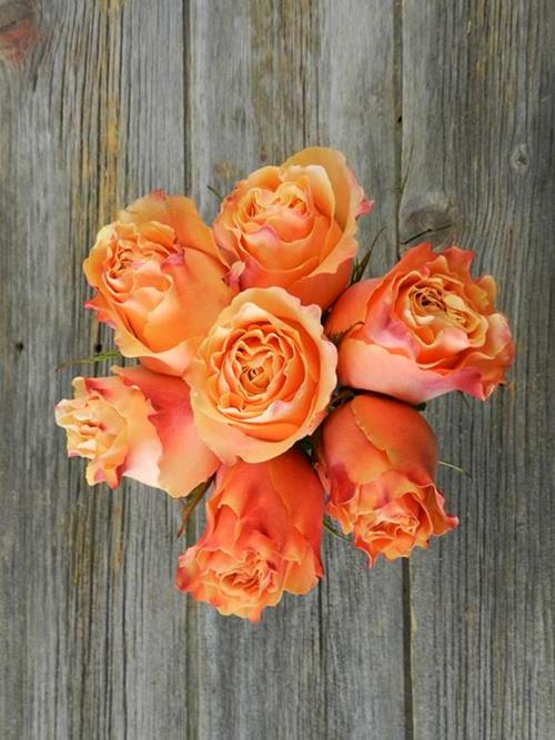 CARPE DIEM PEACH ROSES
